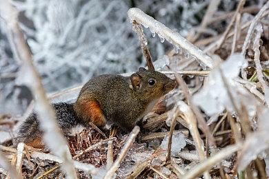《刺客信条：影》开发者遭到人身攻击后 育碧CEO：强烈谴责